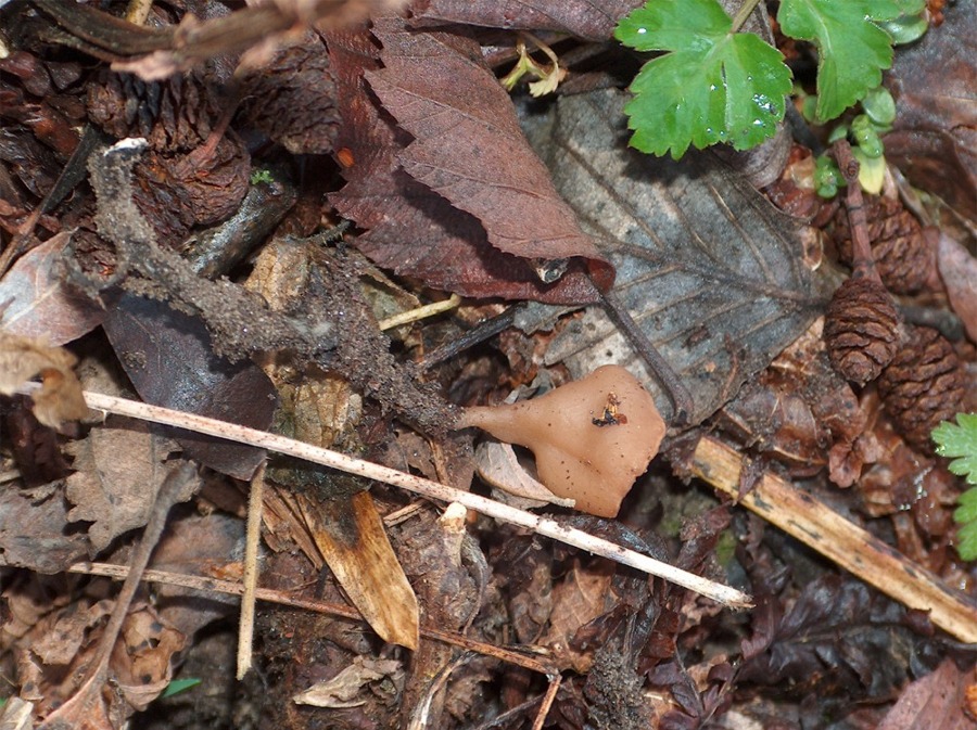 Bosco dei Bordighi e funghetto sconosciuto